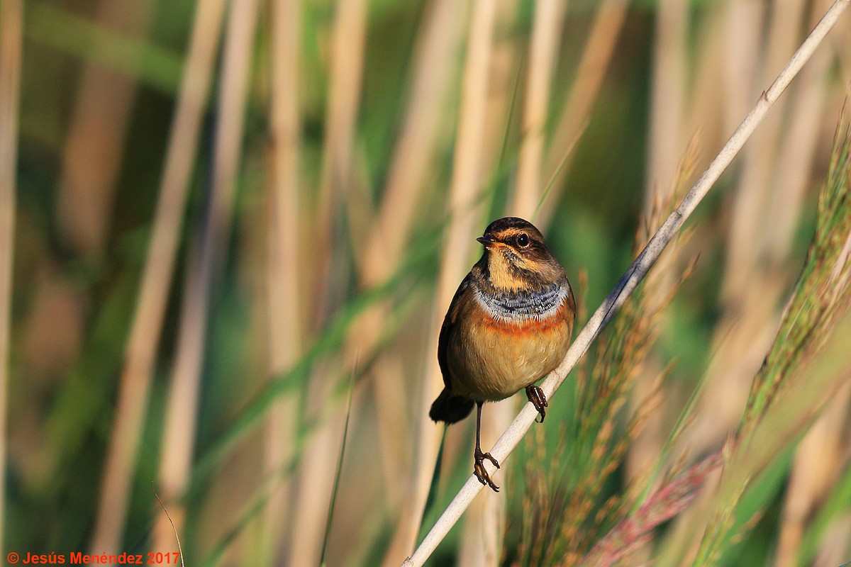 Bluethroat - ML65925911