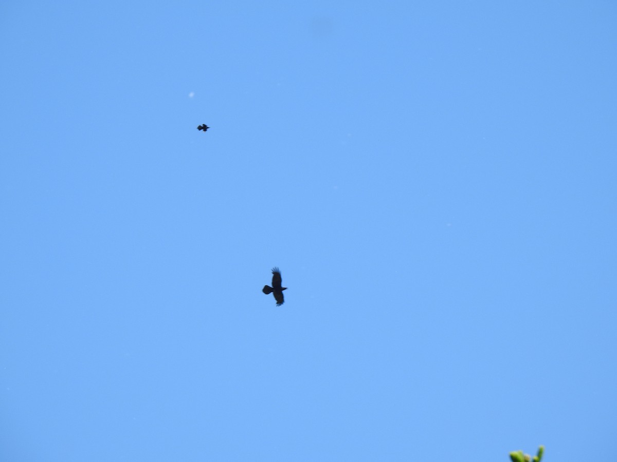 Grand Corbeau - ML659259484