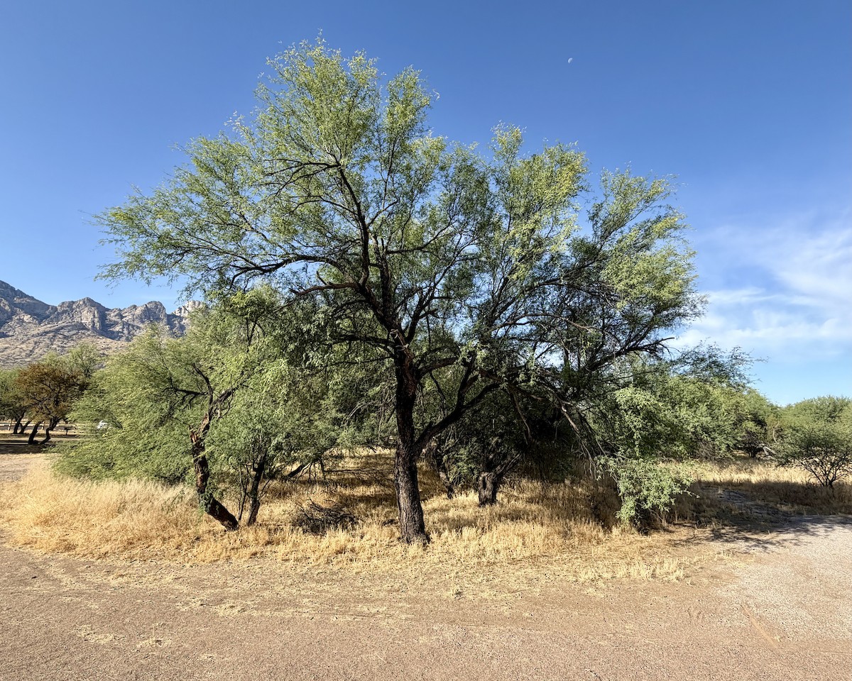 null - ML659259555