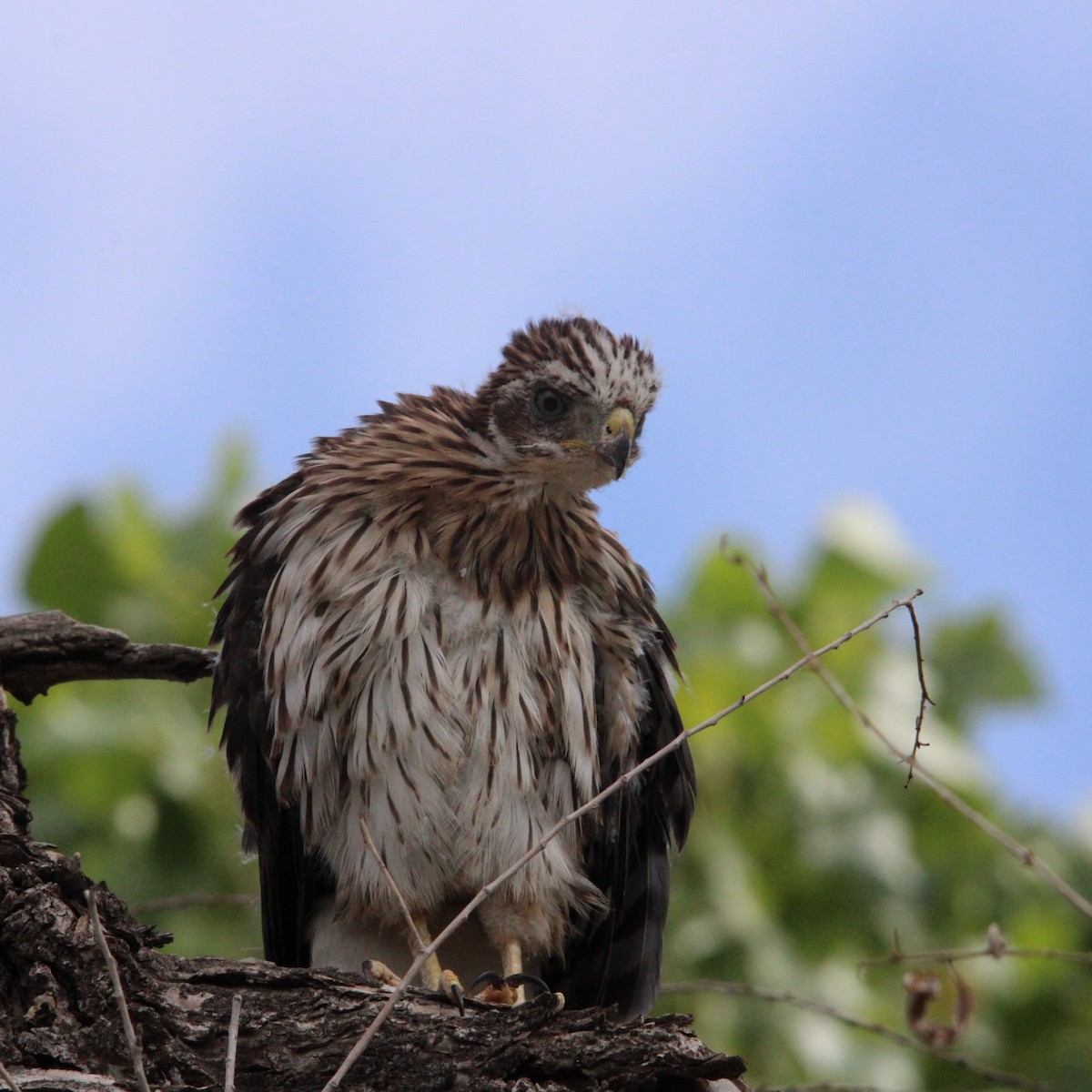 Cooper's Hawk - ML659259889