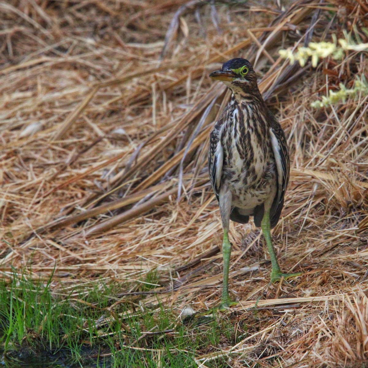 Green Heron - ML659259932