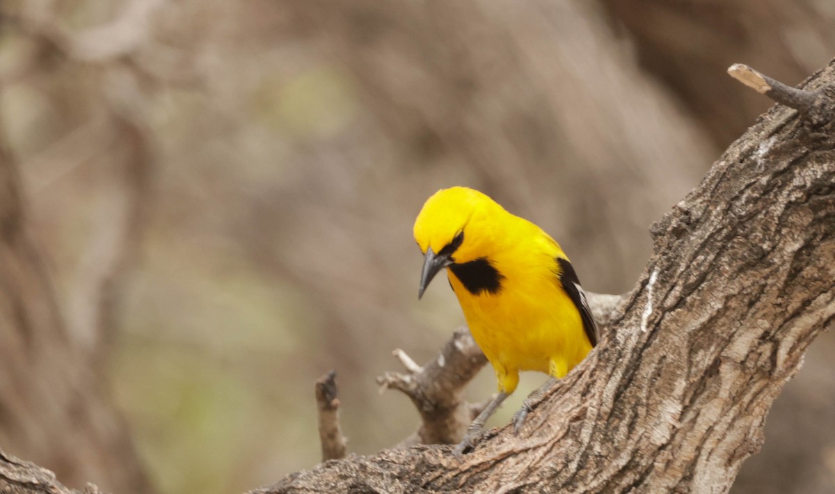 Turpial Amarillo - ML659260432