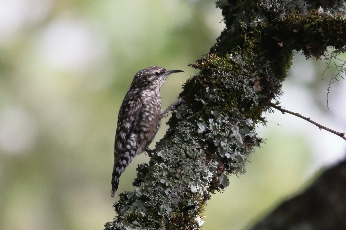 African Spotted Creeper - ML659260496