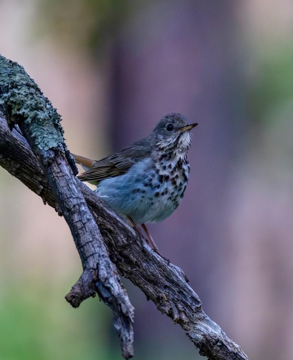 Hermit Thrush - ML659260712