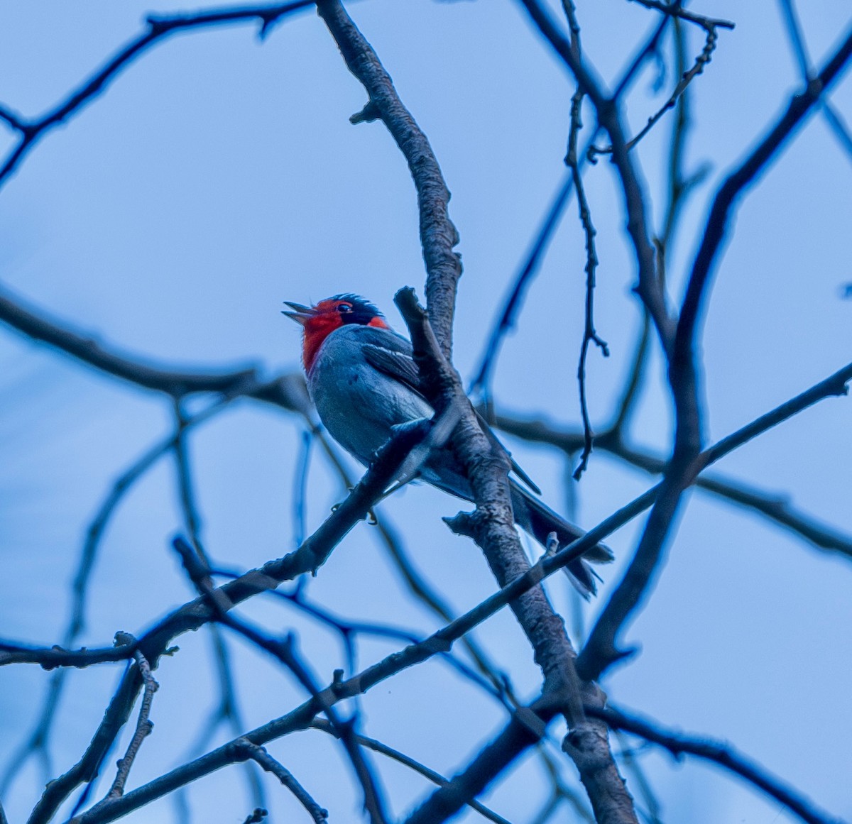 Red-faced Warbler - ML659260717