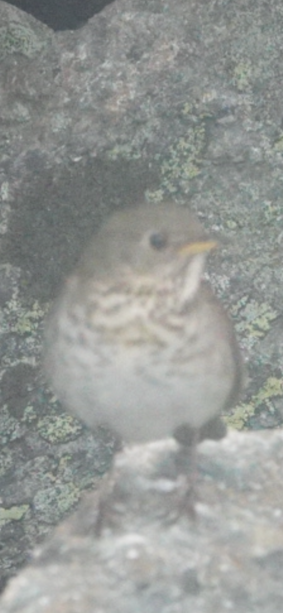 Bicknell's Thrush - ML659261156