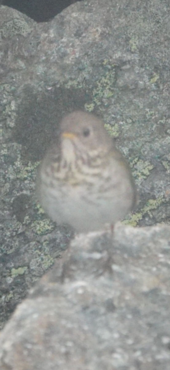Bicknell's Thrush - ML659261157