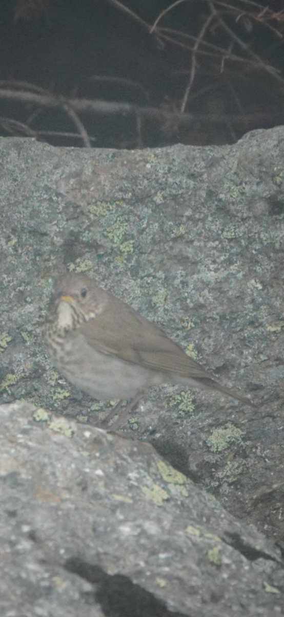 Bicknell's Thrush - ML659261158