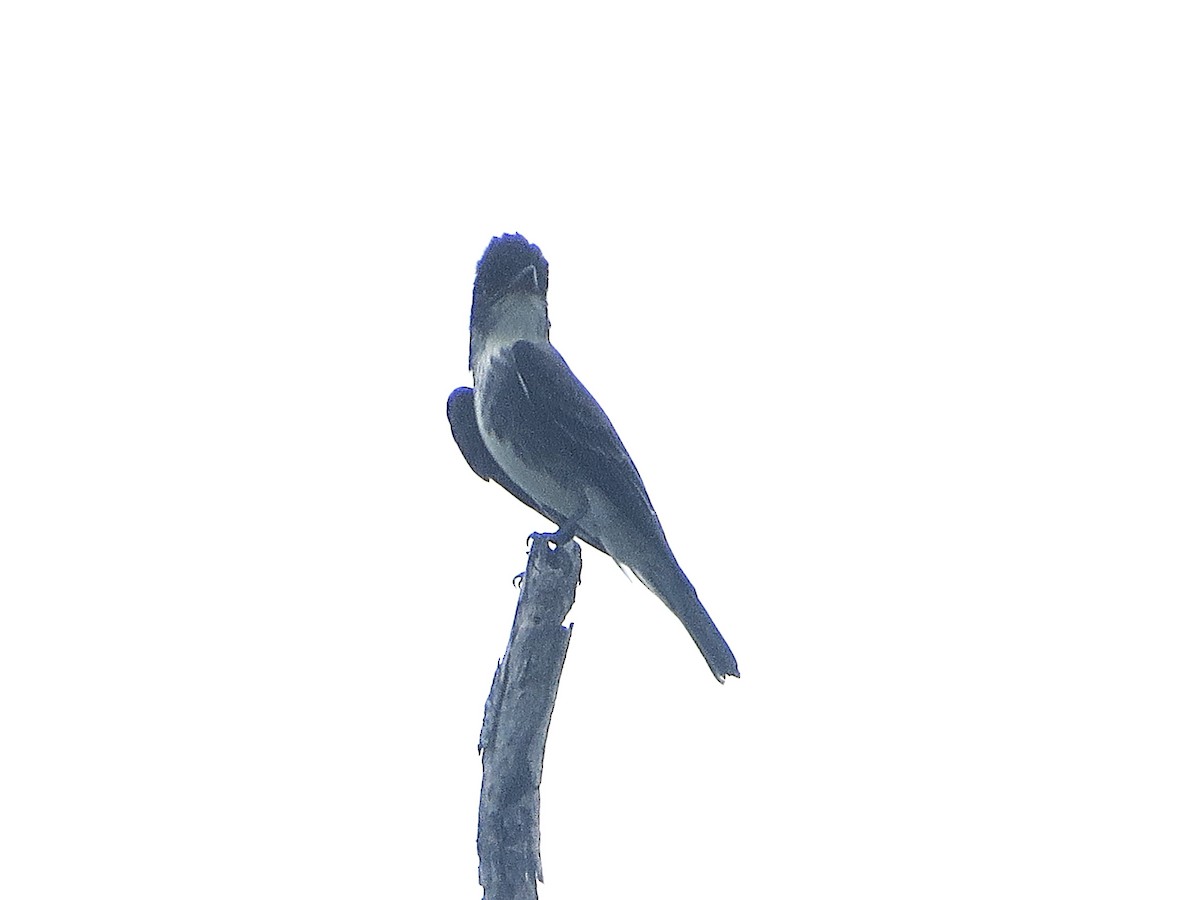 Olive-sided Flycatcher - ML659261170