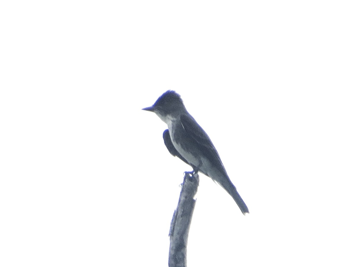 Olive-sided Flycatcher - ML659261238