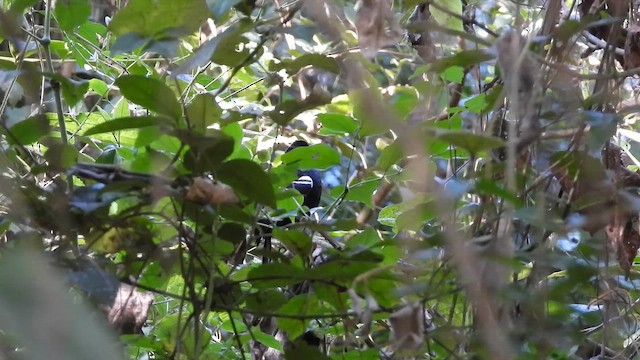 White-shouldered Fire-eye - ML659261320