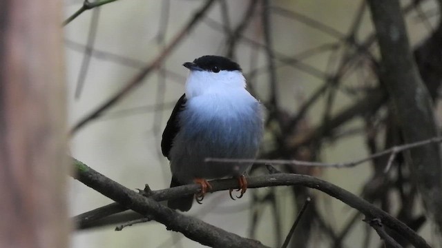 White-bearded Manakin - ML659261362