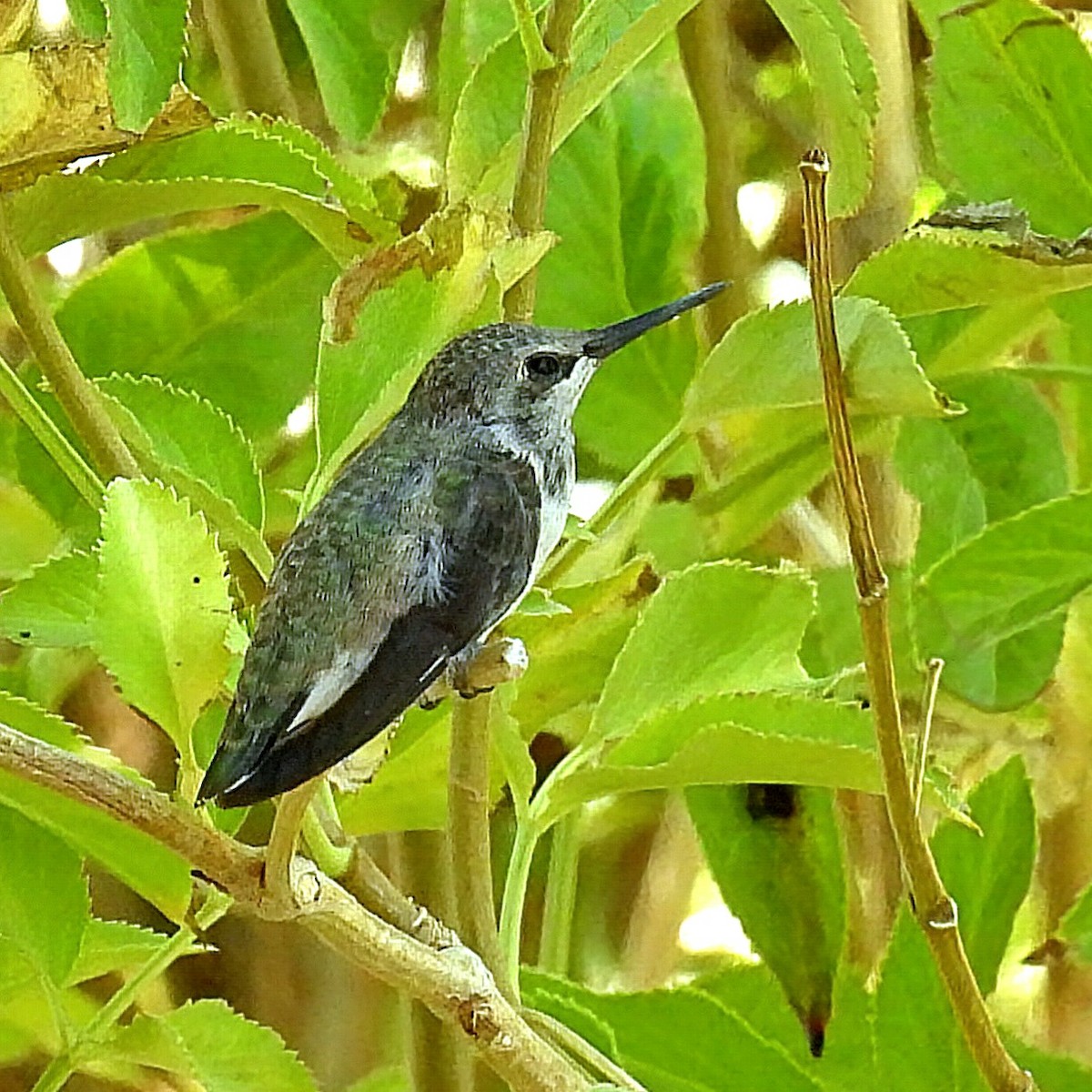 Costa's Hummingbird - ML659261384