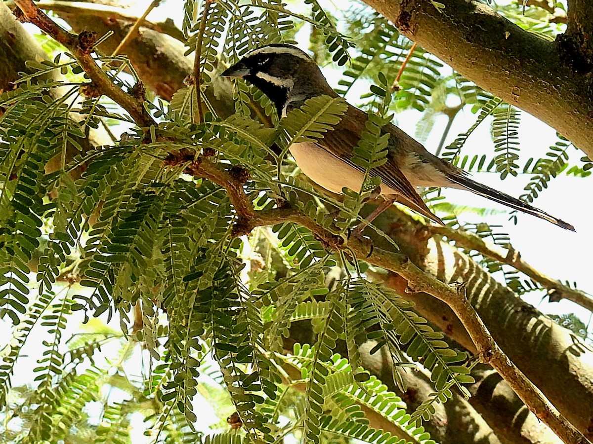 Black-throated Sparrow - ML659261404