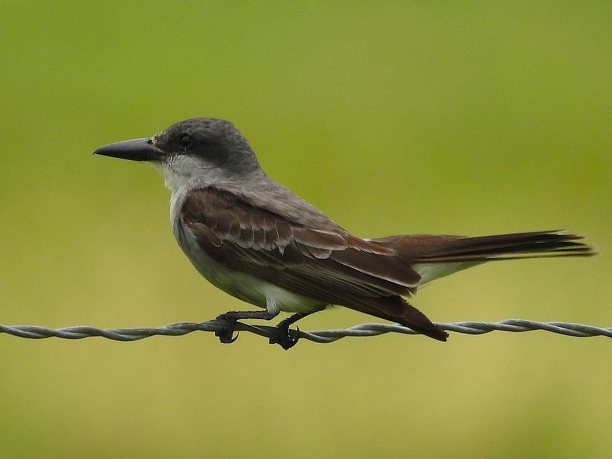 Gray Kingbird - ML659262069