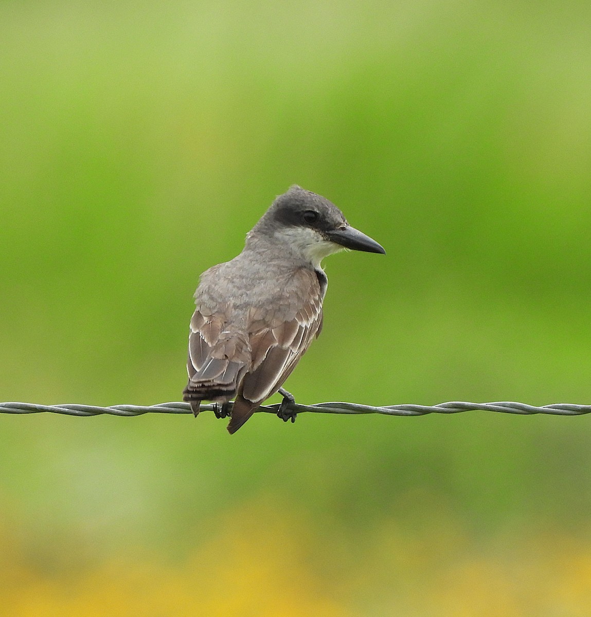 Gray Kingbird - ML659262141