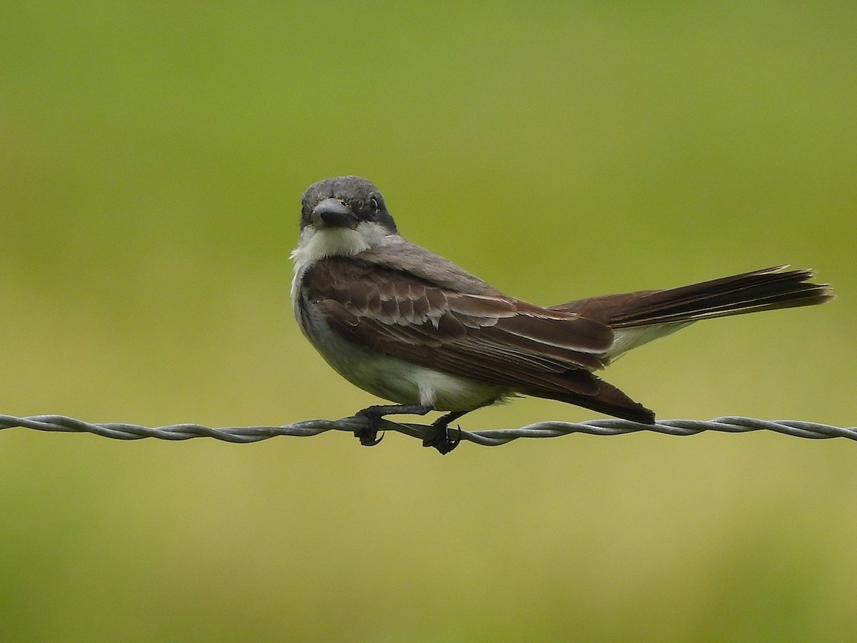 Gray Kingbird - ML659262197