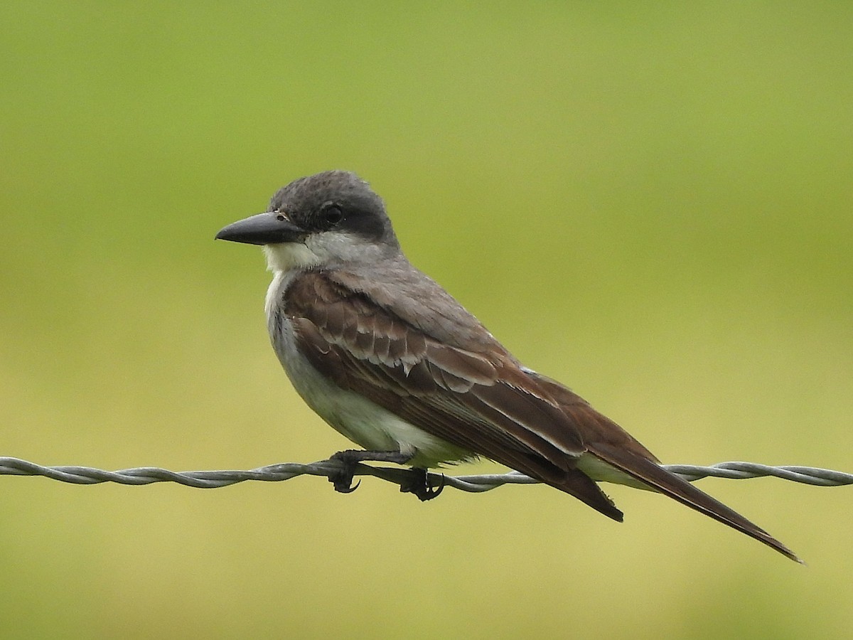 Gray Kingbird - ML659262245