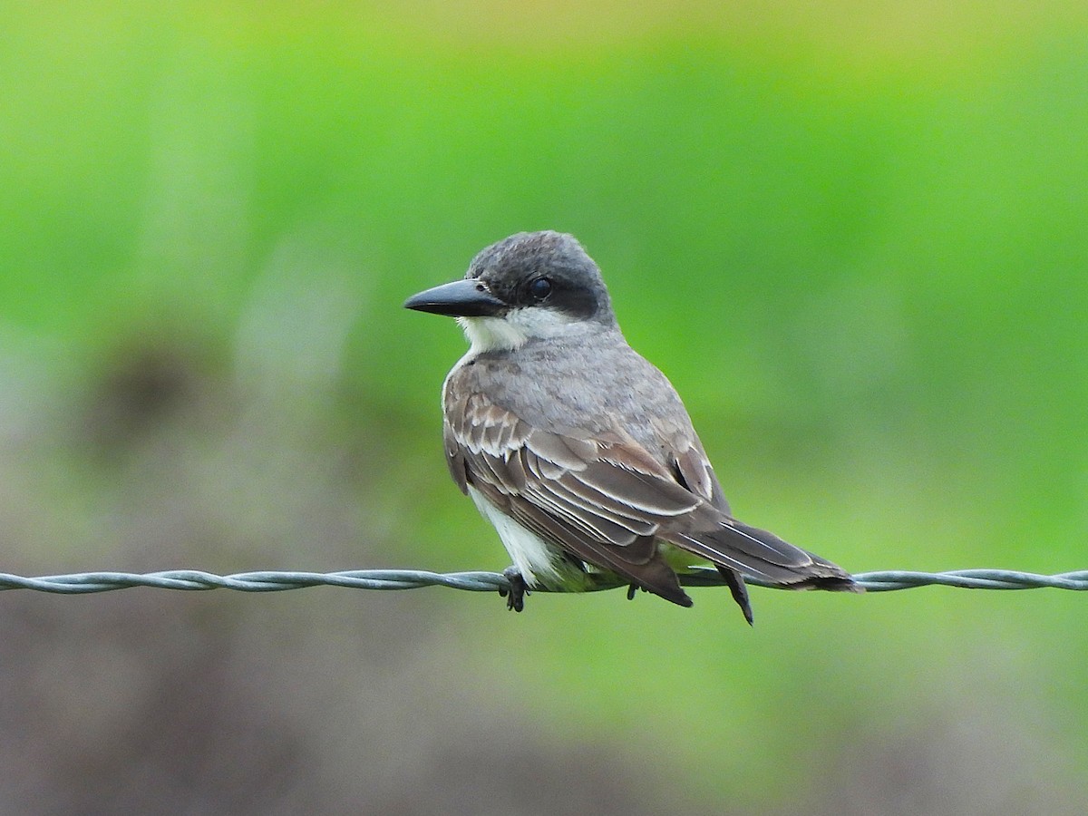 Gray Kingbird - ML659262268