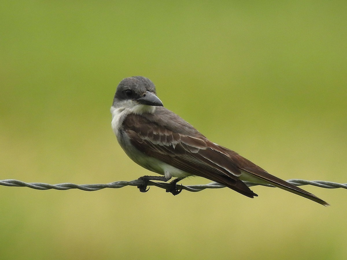 Gray Kingbird - ML659262310