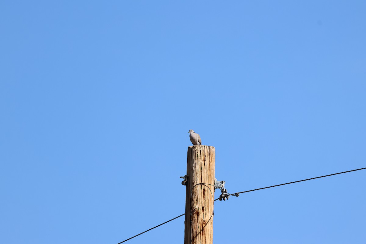 Eurasian Collared-Dove - ML659262407