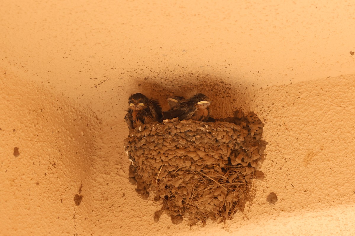 Barn Swallow - ML659262465