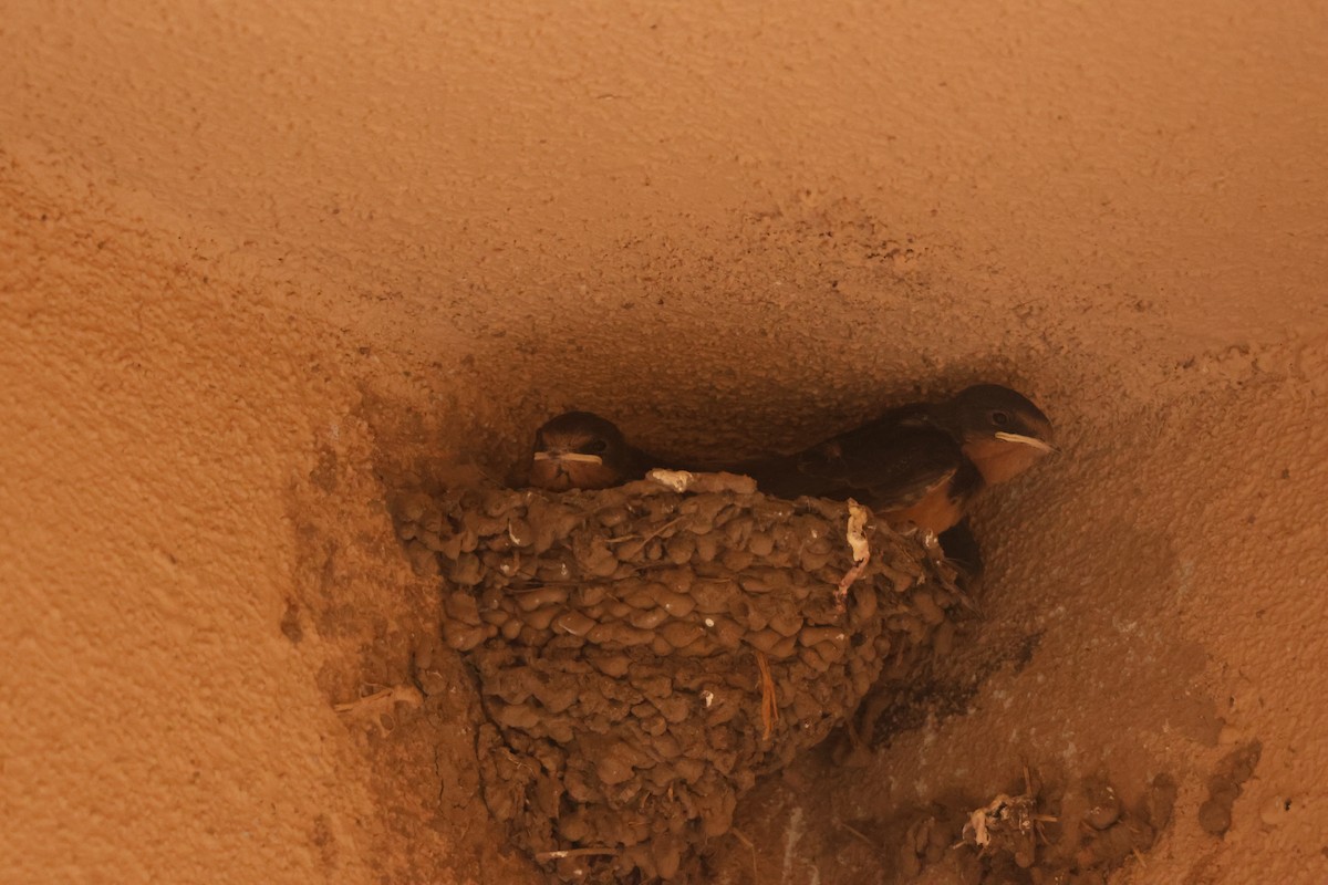 Barn Swallow - ML659262487