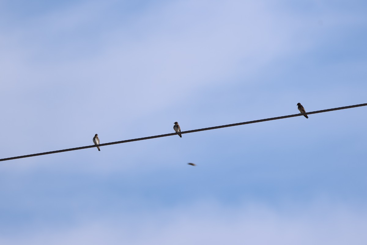 Northern Rough-winged Swallow - ML659262500