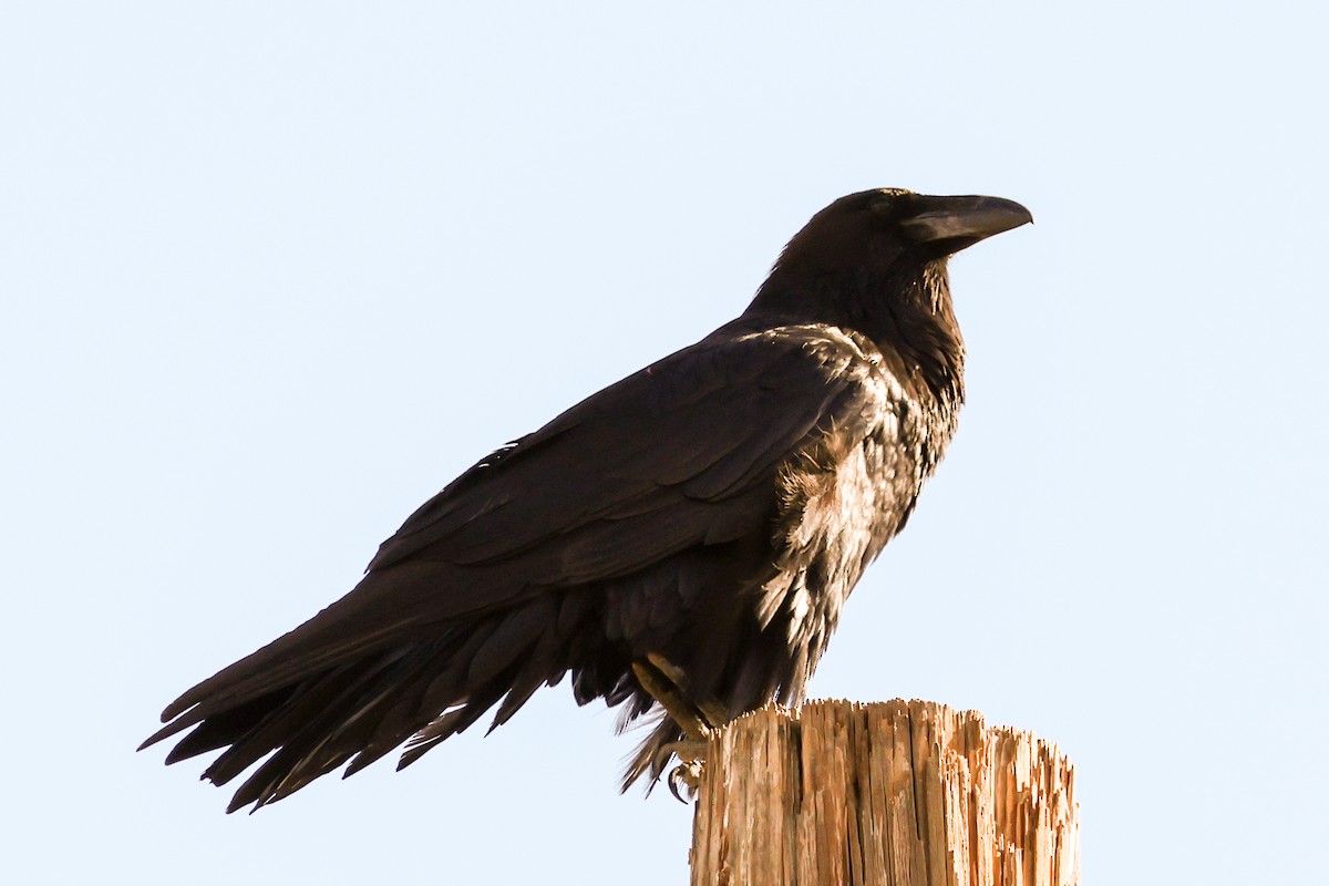 Chihuahuan Raven - ML659262515