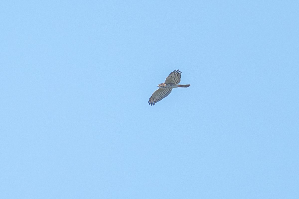 African Goshawk - ML659262537