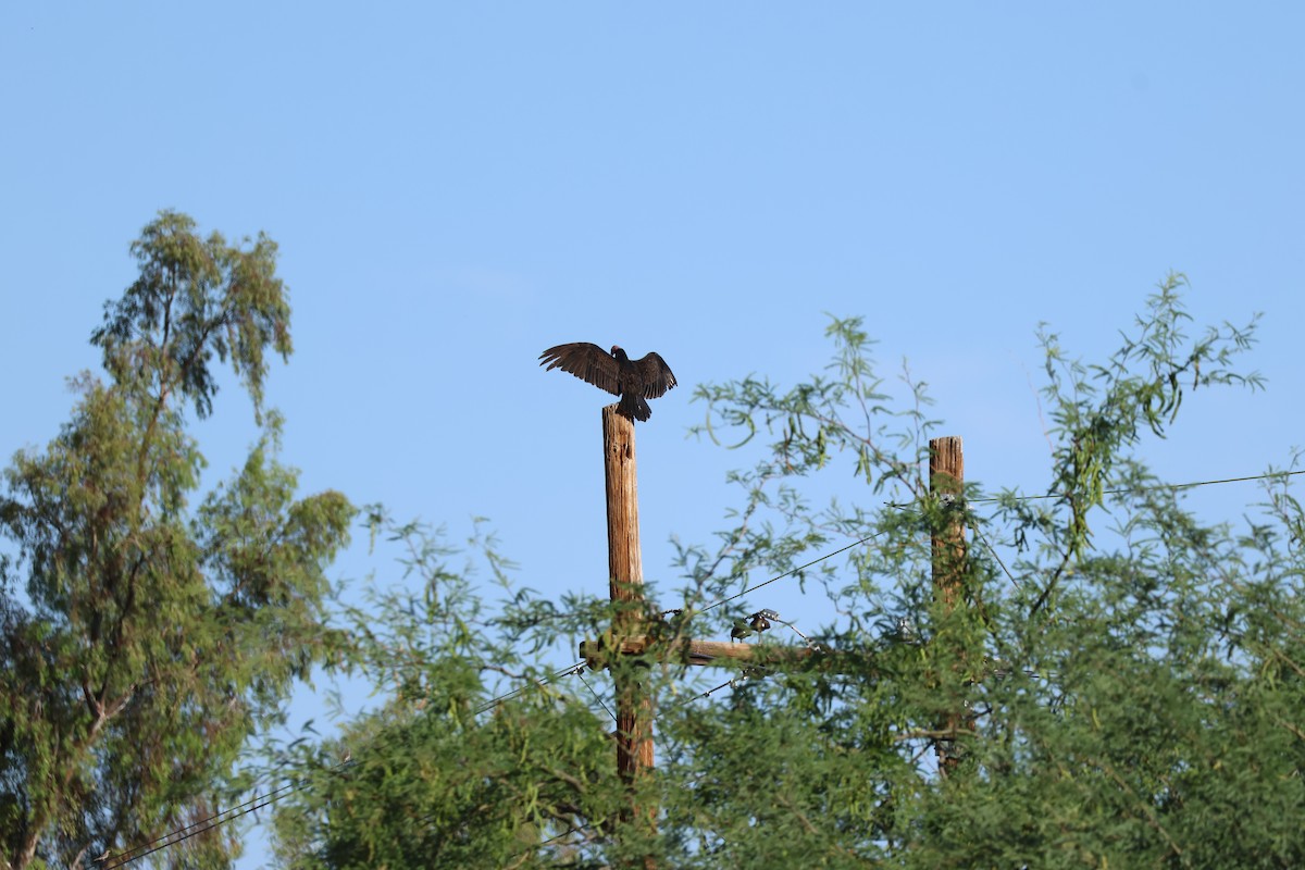 Turkey Vulture - ML659262540