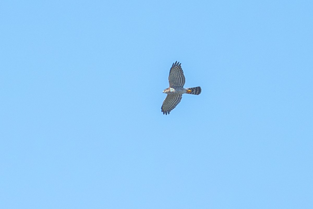 African Goshawk - ML659262549