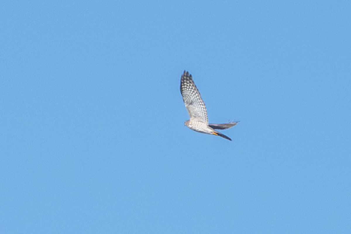 African Goshawk - ML659262672