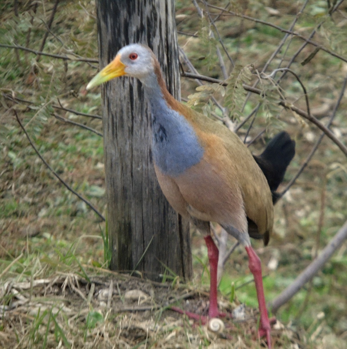 Giant Wood-Rail - ML659263522