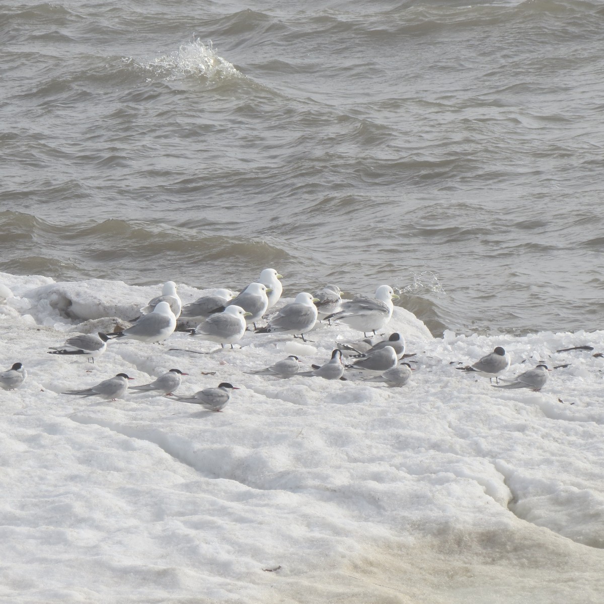 Arctic Tern - ML659263566