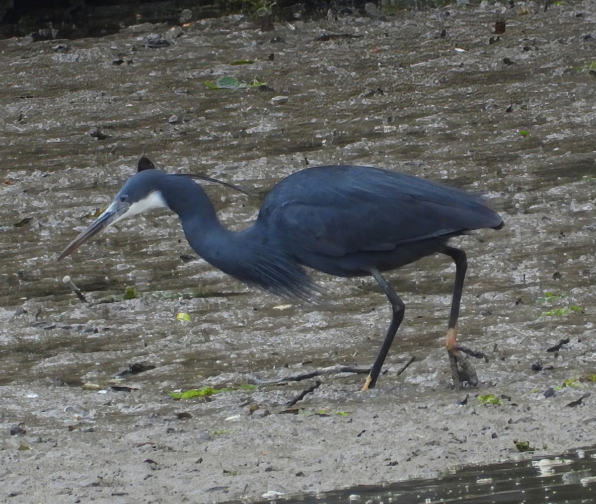 Western Reef-Heron - ML659263568