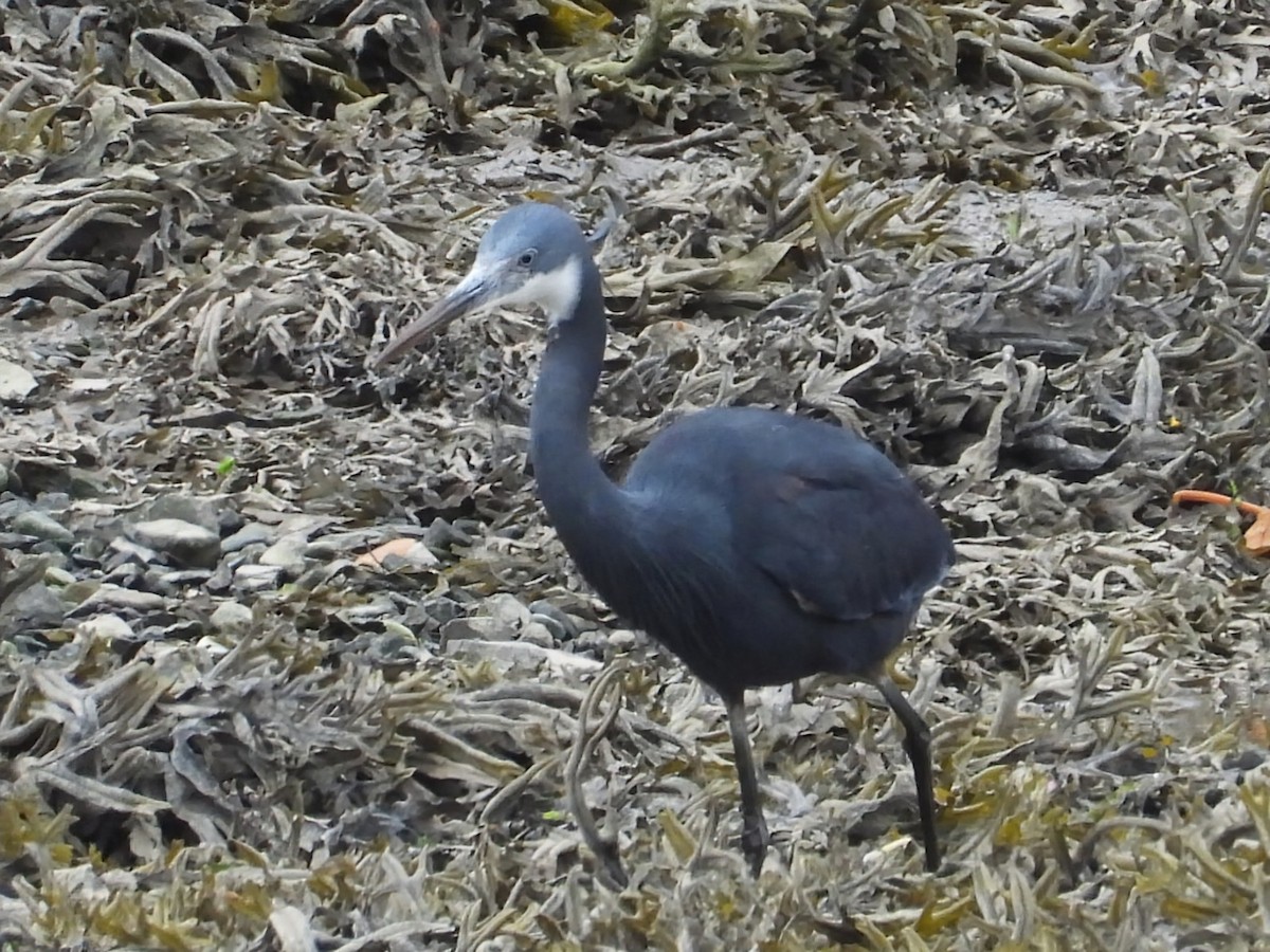 Western Reef-Heron - ML659263570