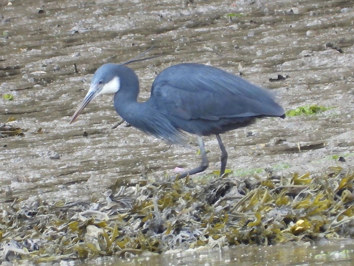 Western Reef-Heron - ML659263571