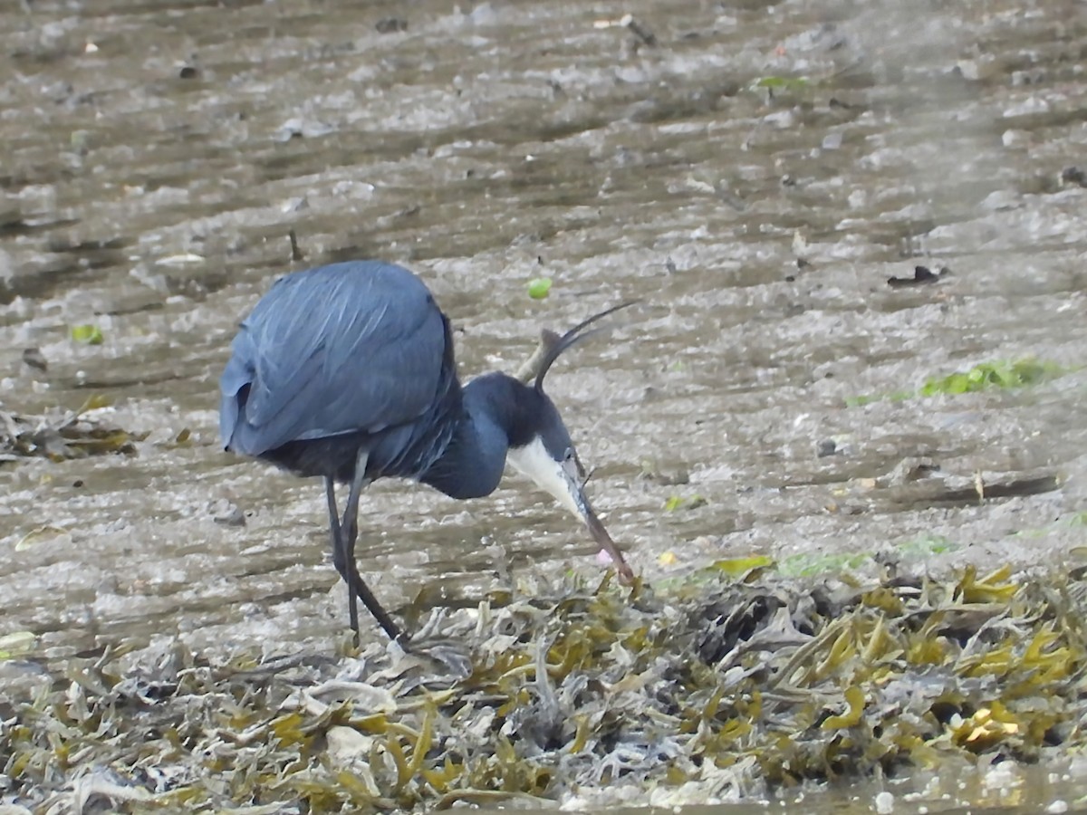 Western Reef-Heron - ML659263572