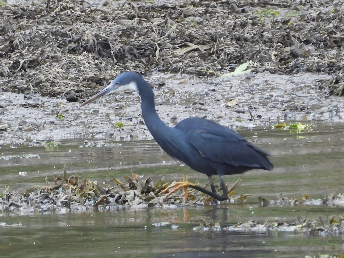 Western Reef-Heron - ML659263573