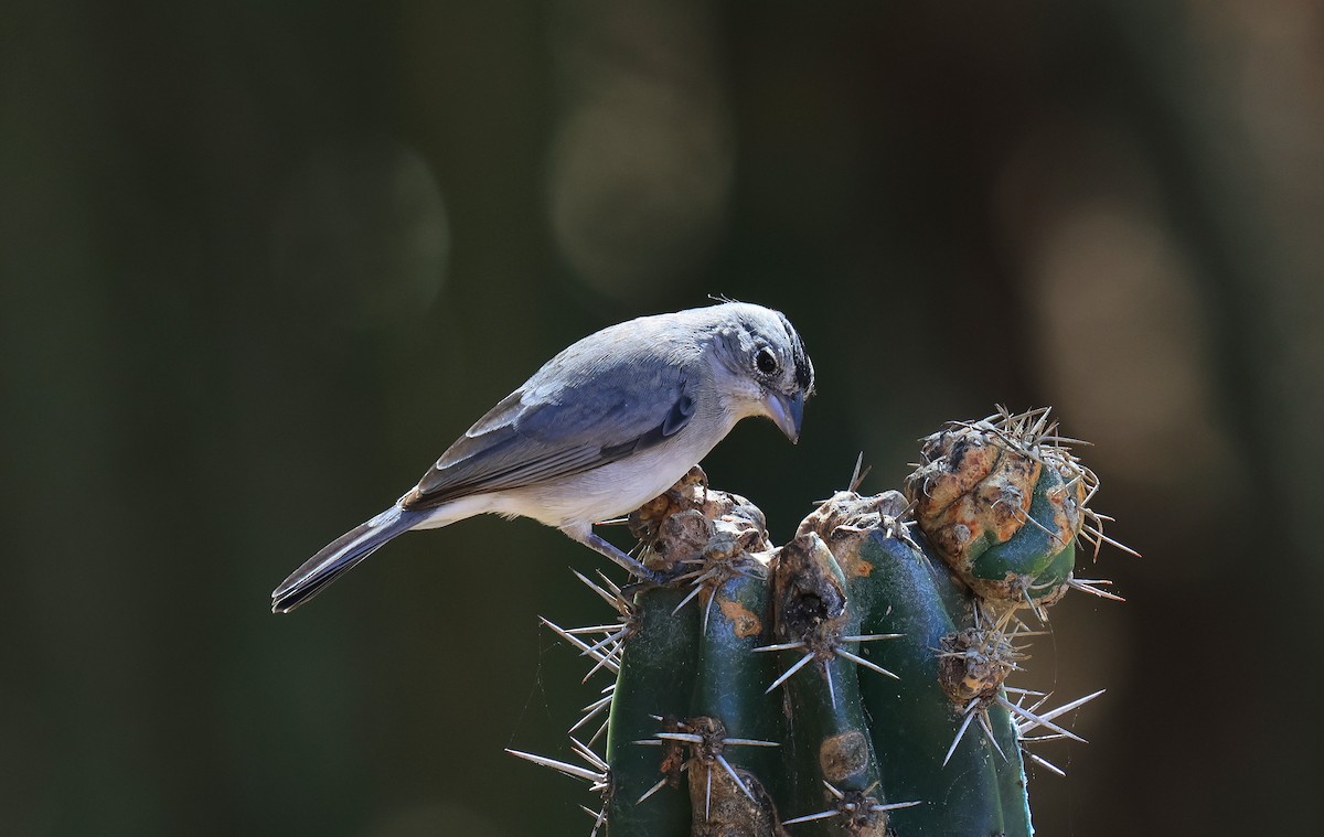 Pileated Finch - ML659263579