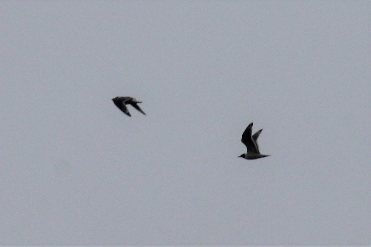 Franklin's Gull - ML659263581