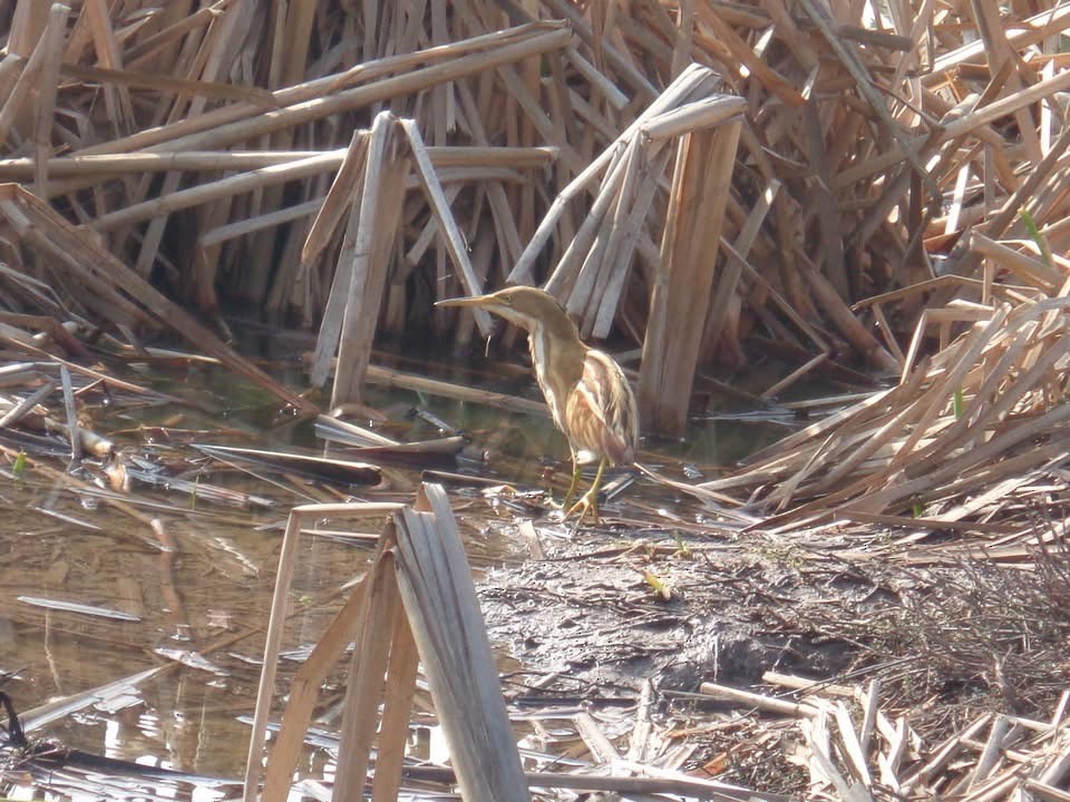 Stripe-backed Bittern - ML659263582
