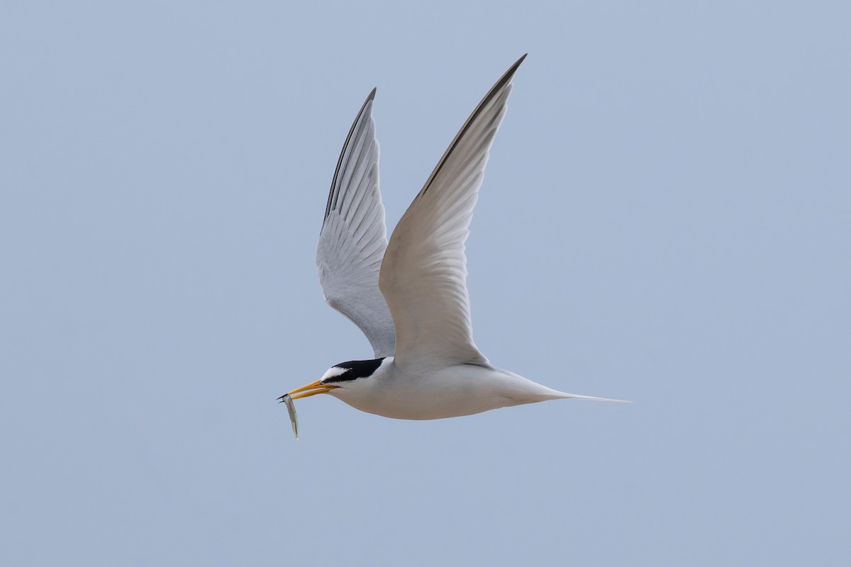Little Tern - ML659263585