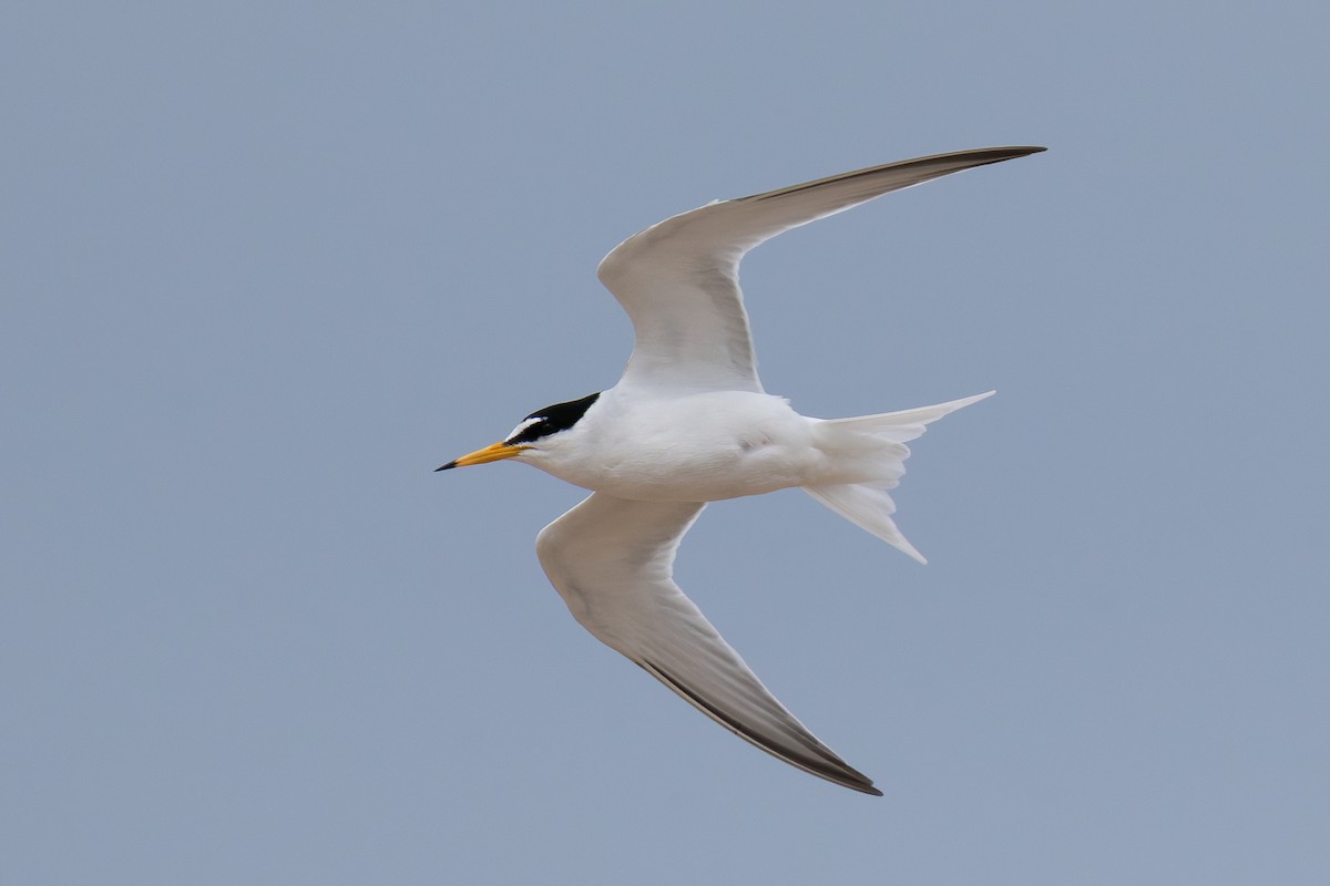 Little Tern - ML659263586