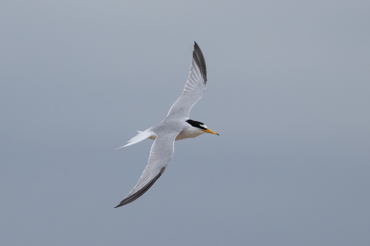 Little Tern - ML659263590