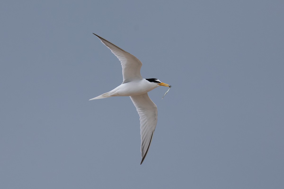 Little Tern - ML659263591