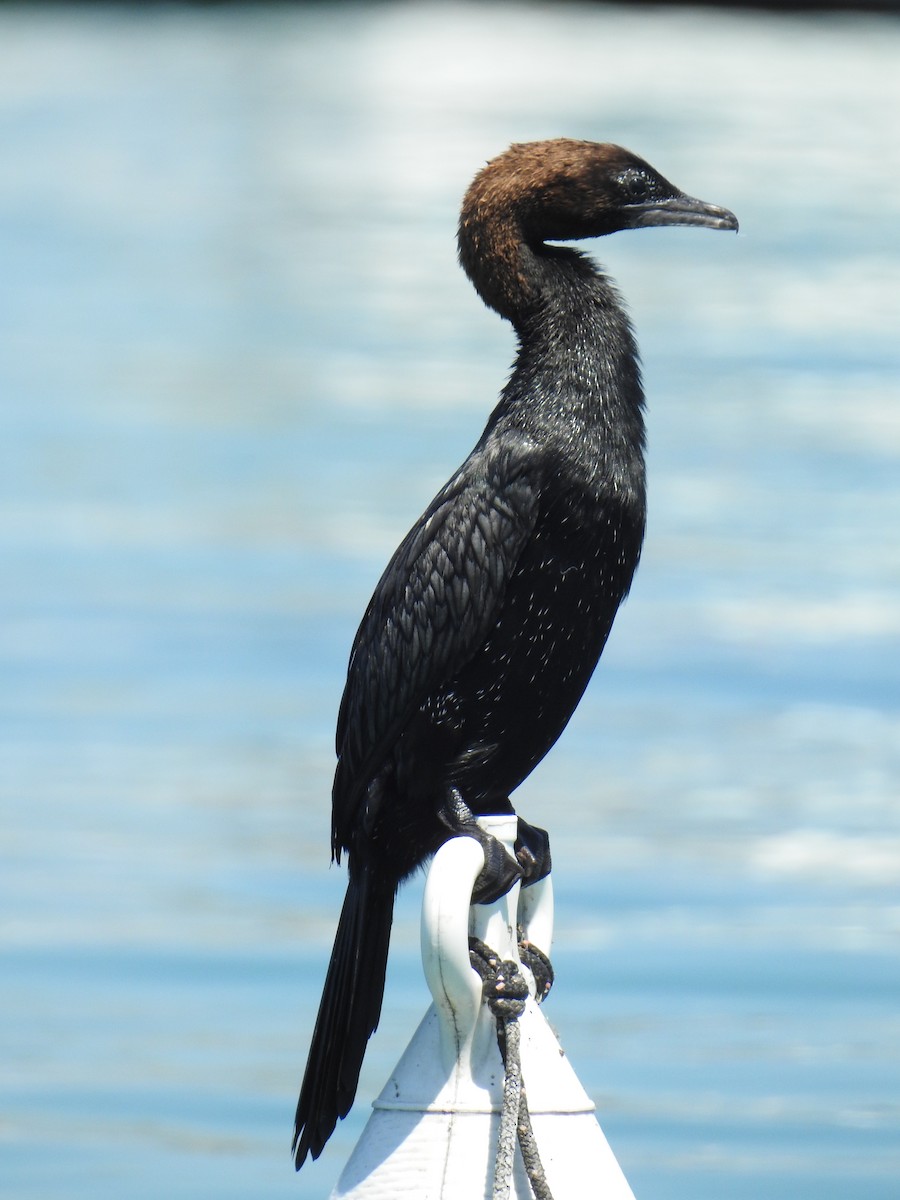 Pygmy Cormorant - ML659263597