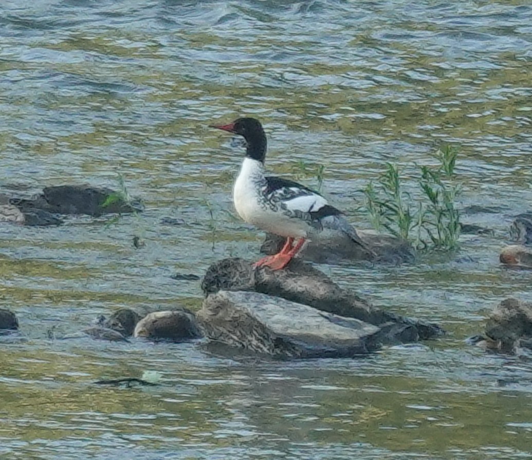 Common Merganser - ML659263598