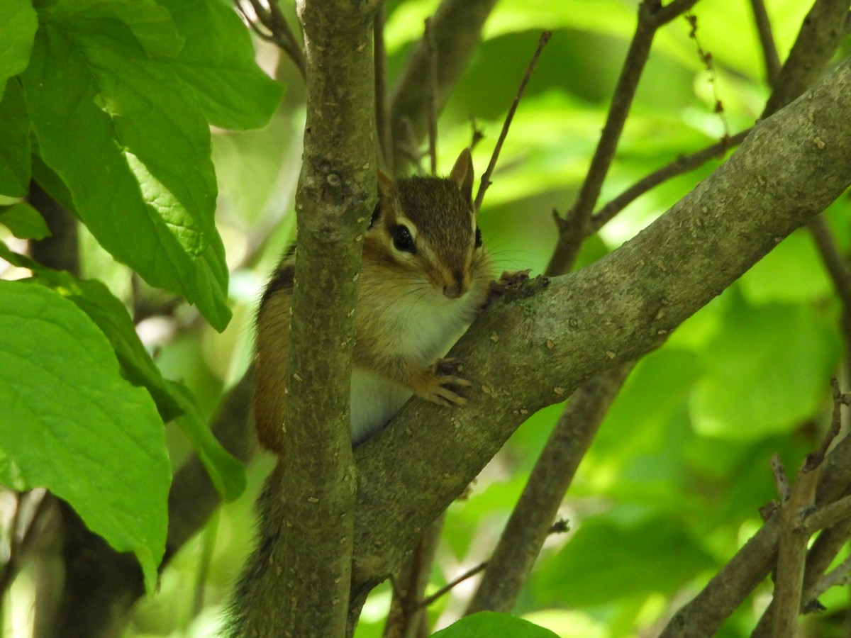 Eastern Chipmunk - ML659263599